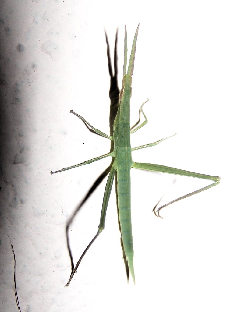 Acrida?  S,  Acrida ungarica mediterranea