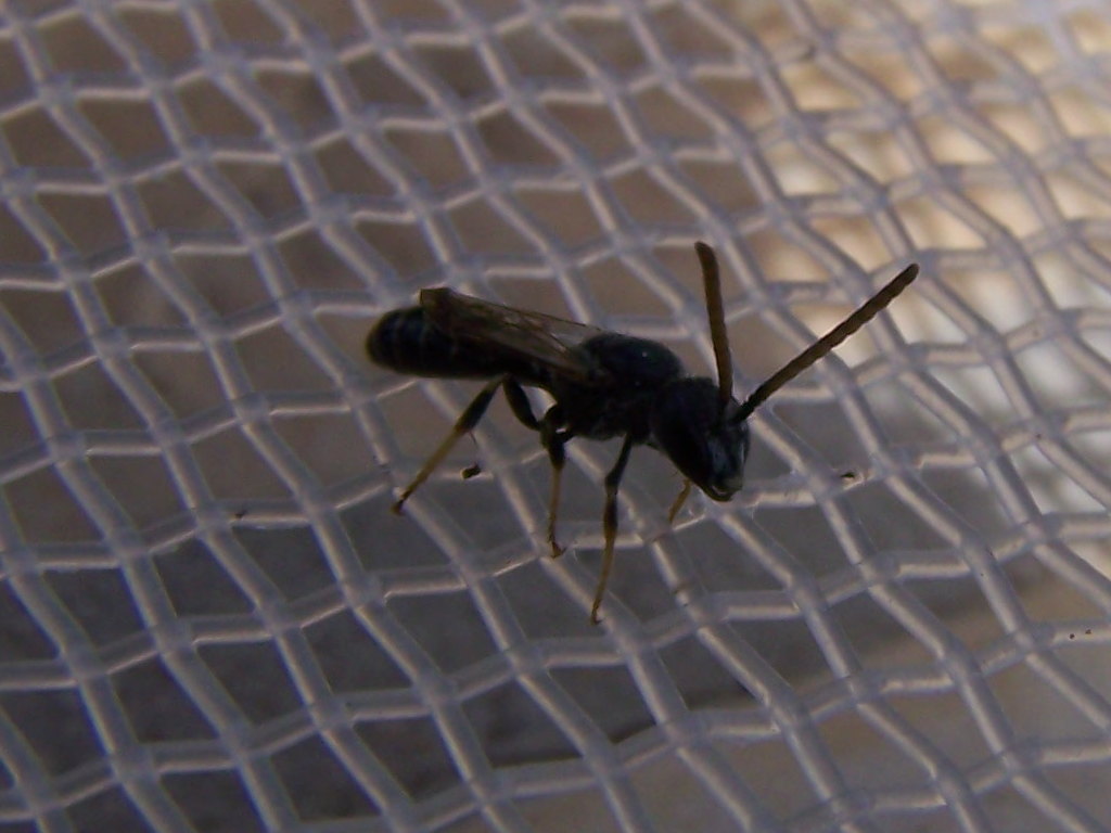 Maschio di Apidae Halictinae: Lasioglossum sp. o Halictus sp.
