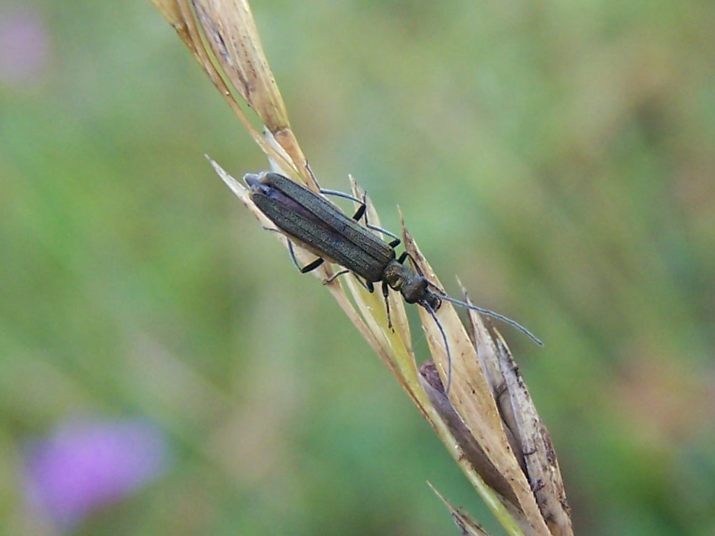 Oedemera gr. virescens