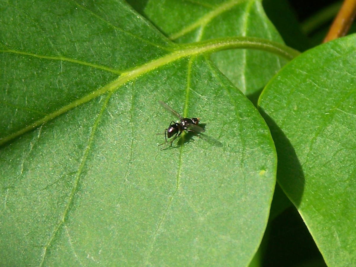 Sepsis sp. (Sepsidae)