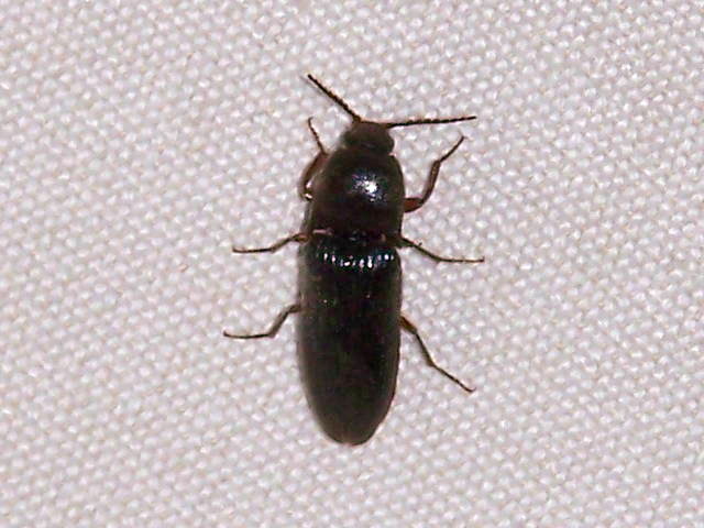 Elateridae da identificare