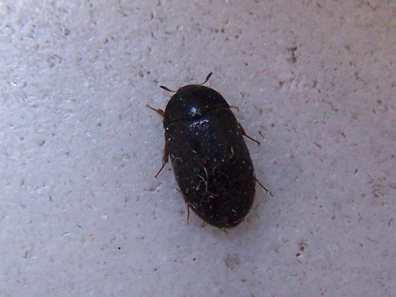 Attagenus sp, Dermestidae