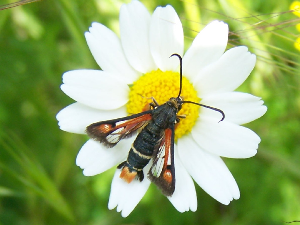 Sesiidae sui lepini