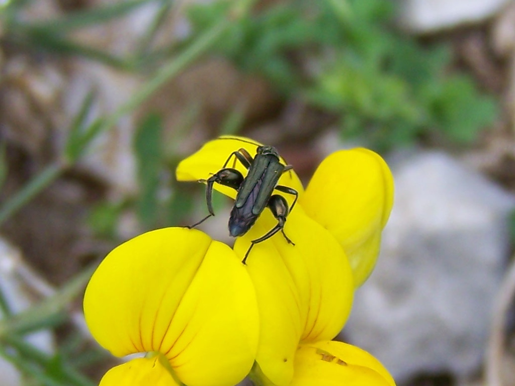 Oedemeridae sui Monti Lepini:  maschio di Oedemera flavipes