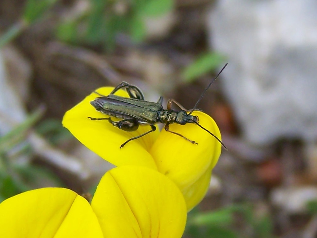 Oedemeridae sui Monti Lepini:  maschio di Oedemera flavipes