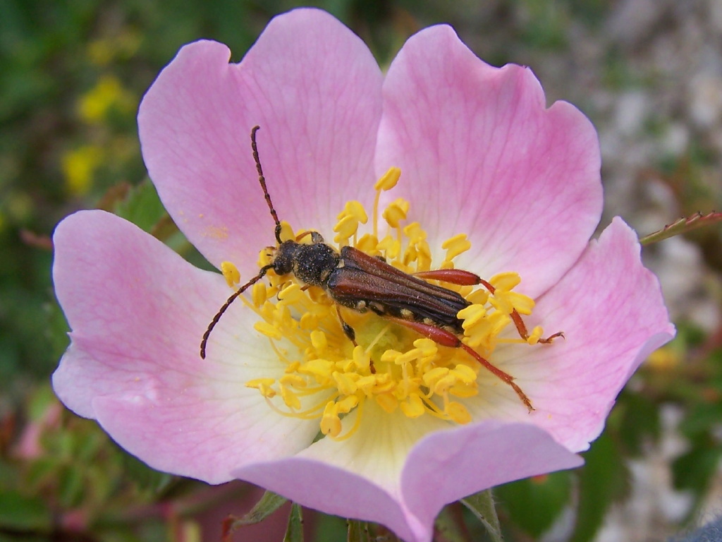 Cerambycidae:  Stenopterus rufus rufus  dei Monti Lepini