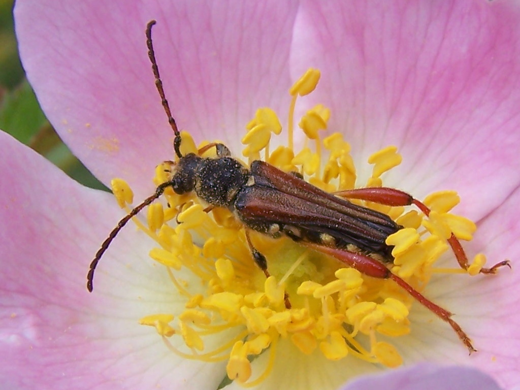 Cerambycidae:  Stenopterus rufus rufus  dei Monti Lepini