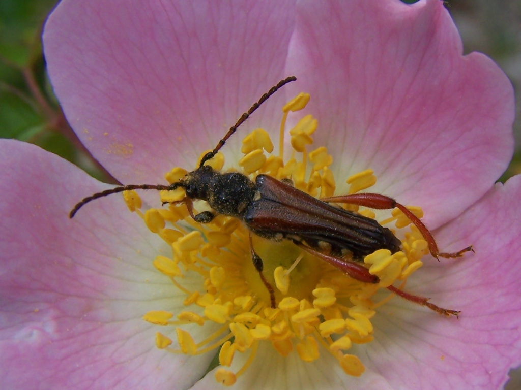 Cerambycidae:  Stenopterus rufus rufus  dei Monti Lepini