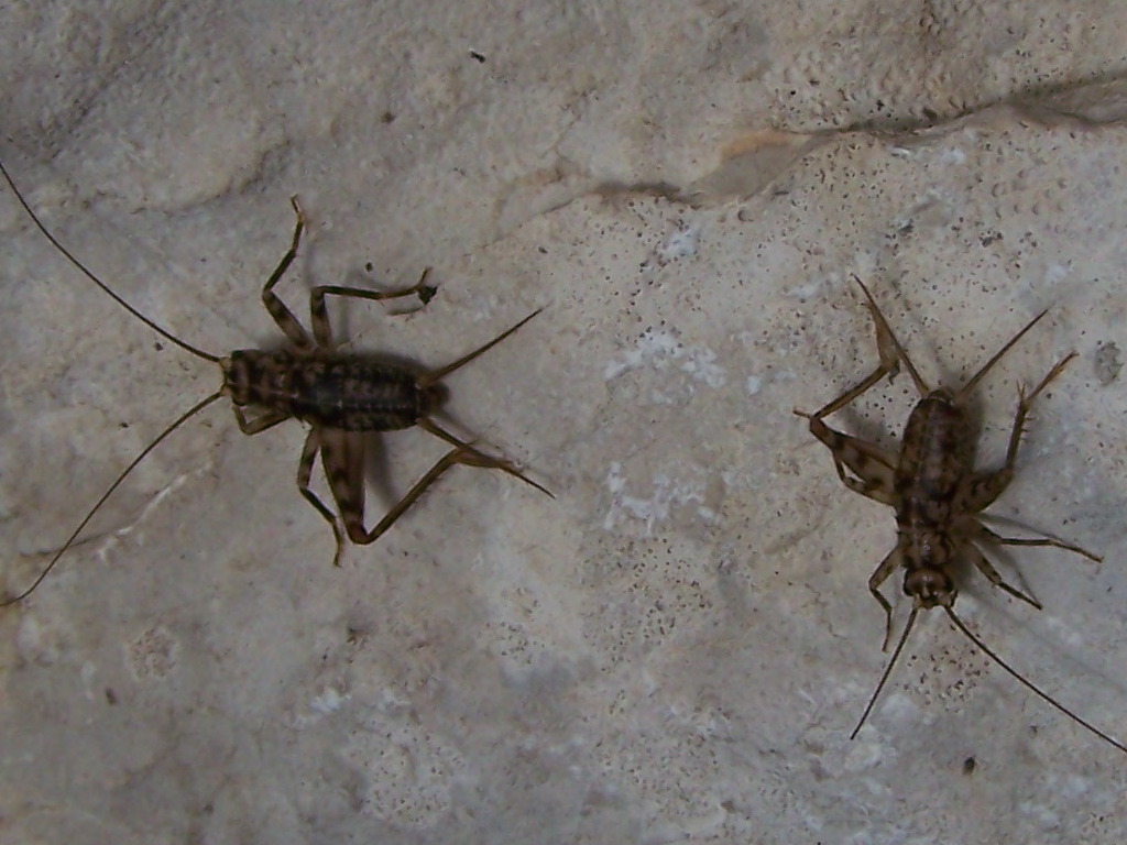 sui Monti Lepini: Gryllomorpha dalmatina dalmatina, maschi (Gryllidae)