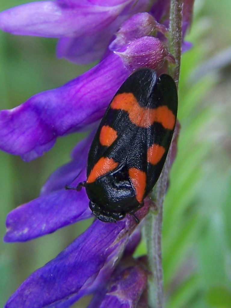 Cercopis sp. (C. arcuata o C. sanguinolenta)