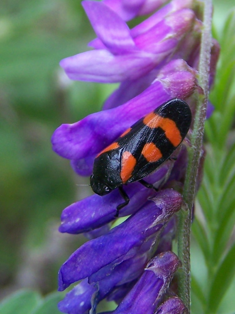 Cercopis sp. (C. arcuata o C. sanguinolenta)