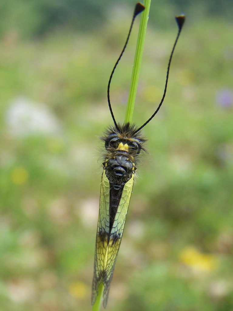 Libelloides lacteus dei Monti Lepini
