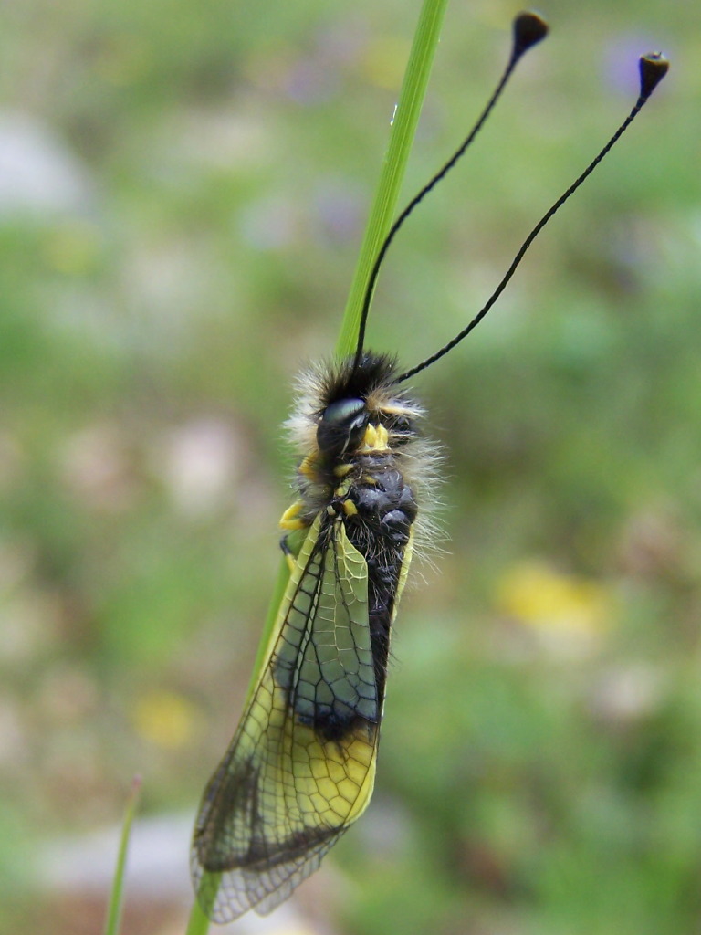 Libelloides lacteus dei Monti Lepini