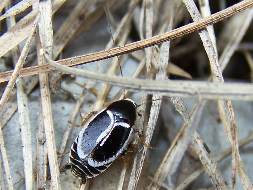 Phyllodromica marginata sui Monti Lepini