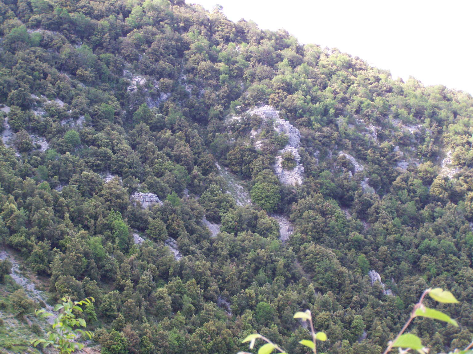 intrusa - falesia poligenica