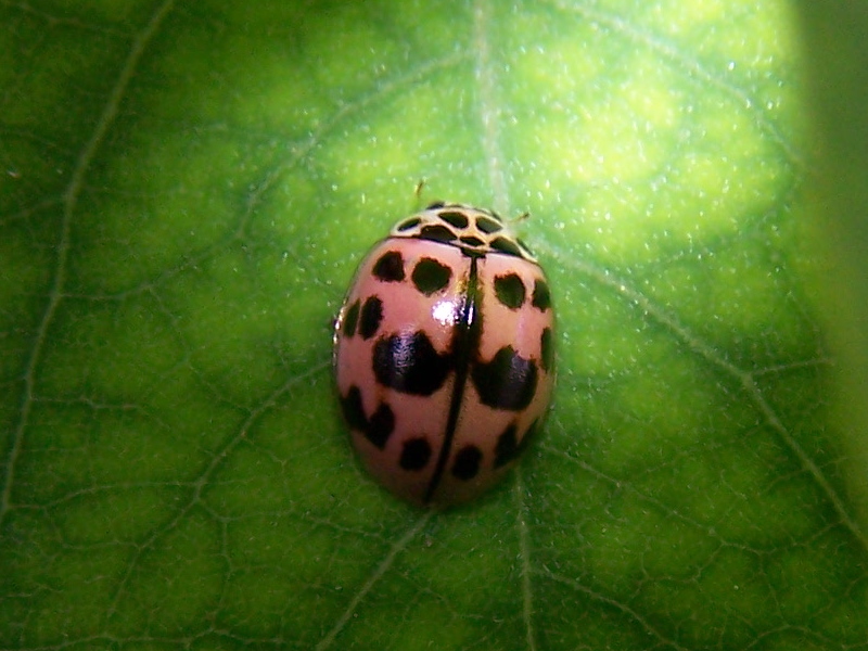 Harmonia?  No, Oenopia conglobata