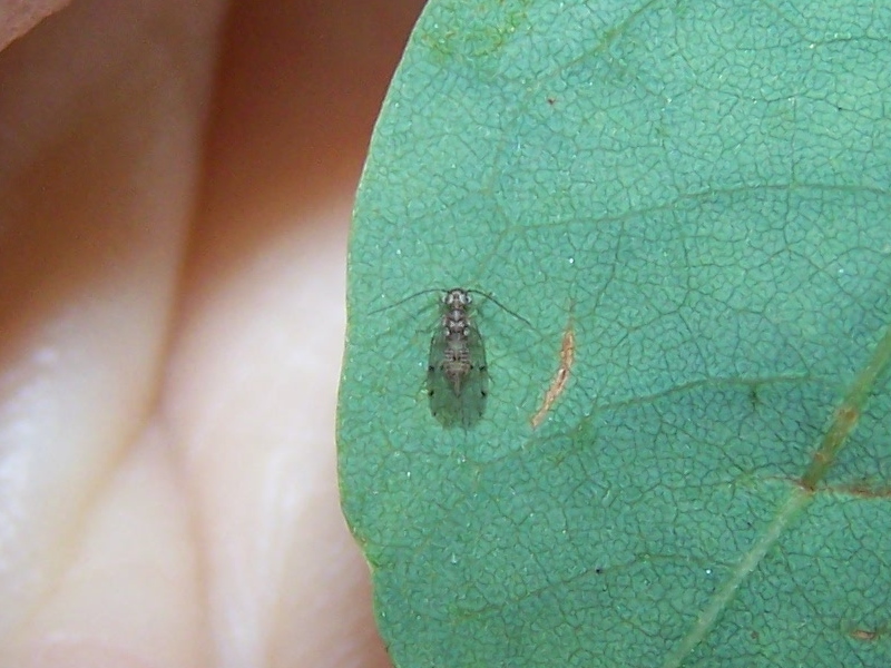 Ectopsocus sp. (Ectopsocidae)