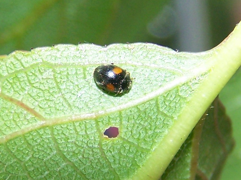 Coccinellidae Scymninae