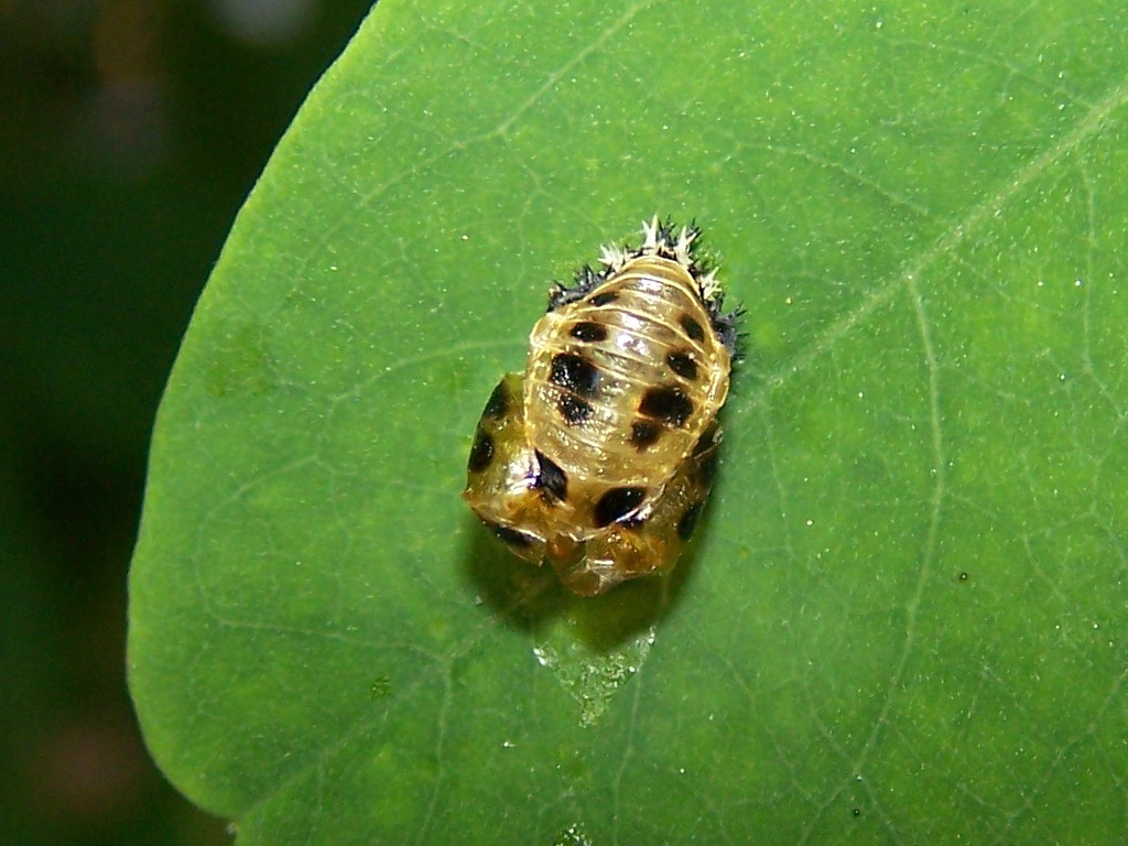 Harmonia?  No, Oenopia conglobata