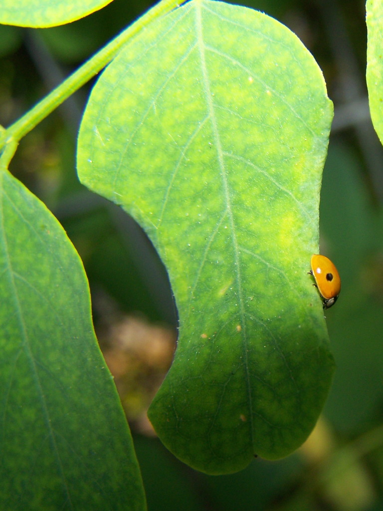bordi di foglie arrotolati da Cecidomyiidae:  Obolodiplosis robiniae
