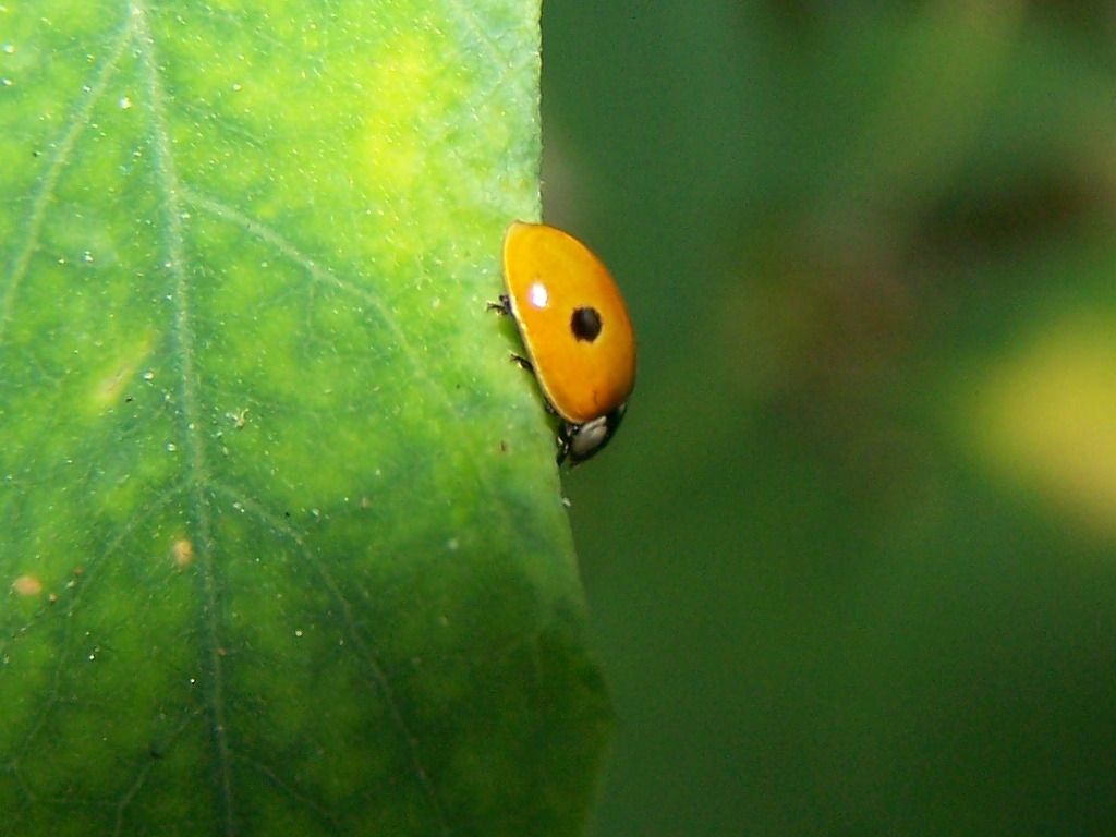 Harmonia?  No, Oenopia conglobata