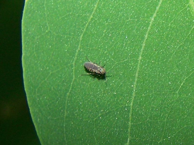 piccolo dittero a righe:  Ceratopogonidae femmina: cfr. Dasyhelea sp.