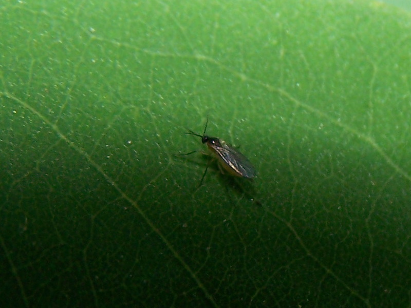 Scatopsidae? No, femmina di Sciaridae