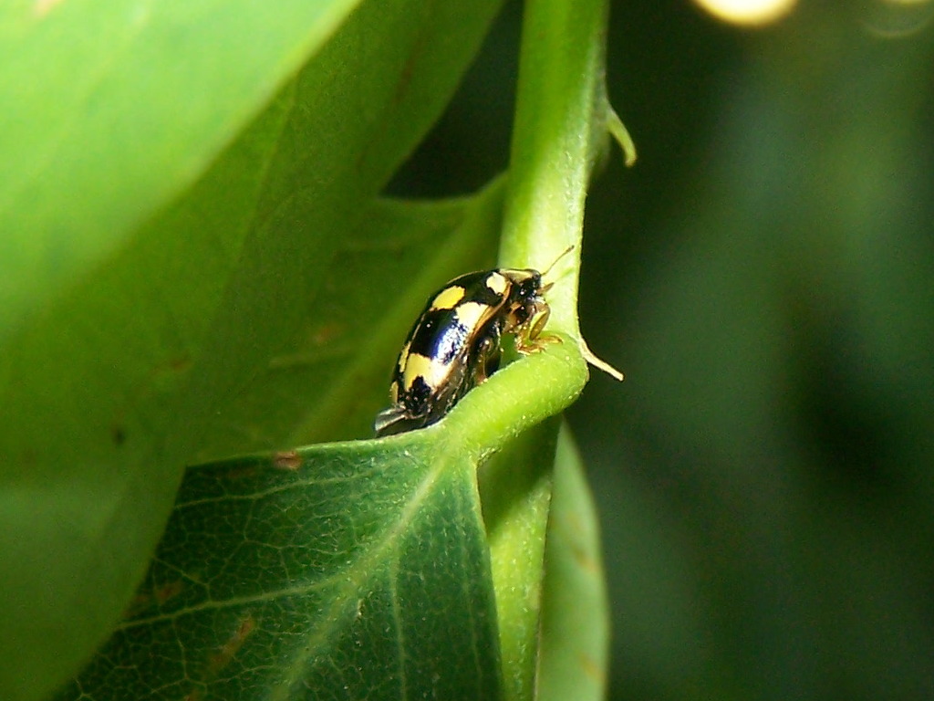 Harmonia?  No, Oenopia conglobata