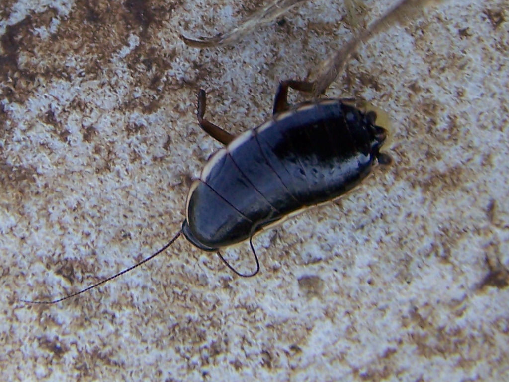 Blattellidae: Loboptera (?) sui Llepini.    S, Loboptera decipiens decipiens