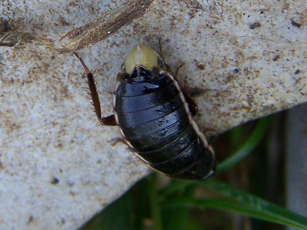 Blattellidae: Loboptera (?) sui Llepini.    S, Loboptera decipiens decipiens