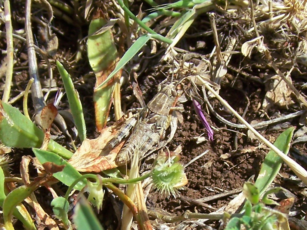 sui Monti Lepini: Calliptamus cfr. siciliae, femmina (Acrididae)