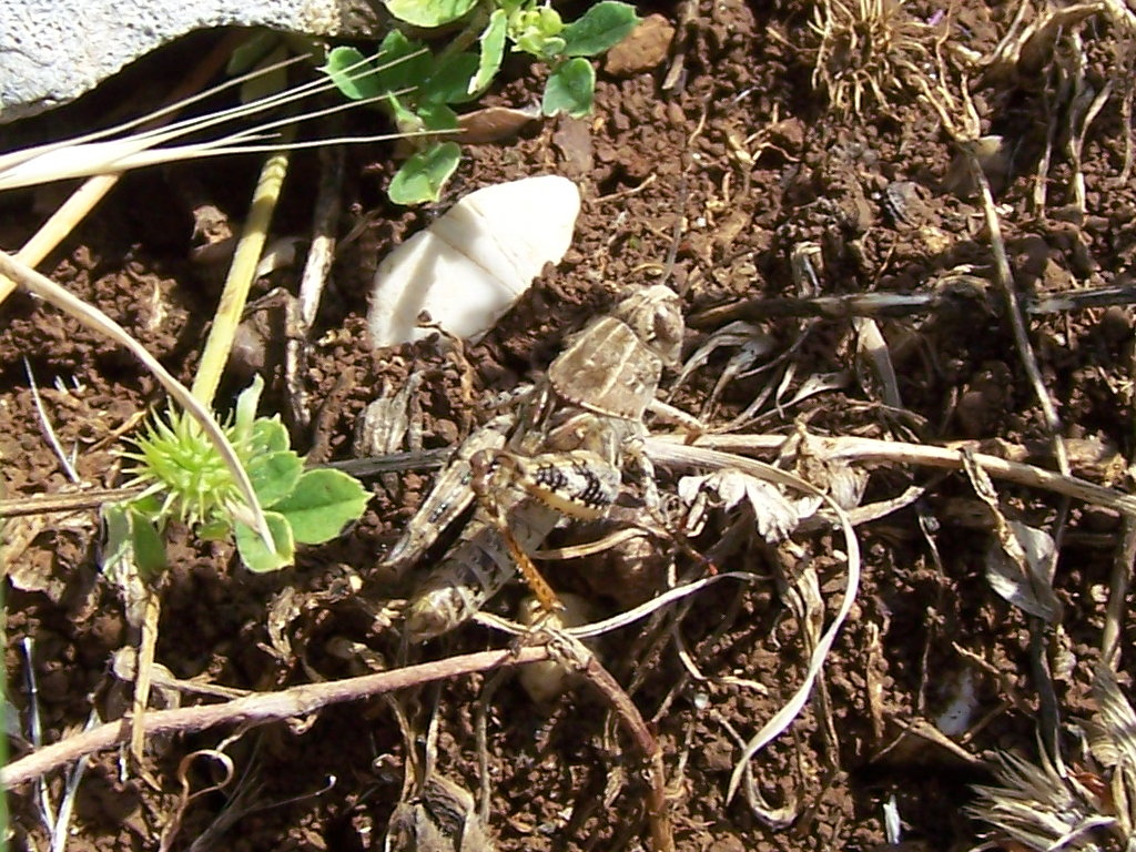 sui Monti Lepini: Calliptamus cfr. siciliae, femmina (Acrididae)