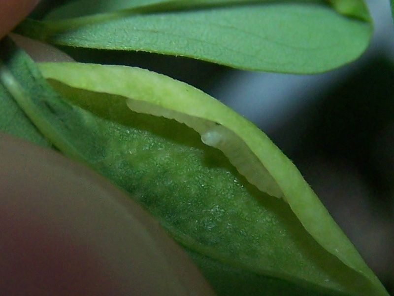 bordi di foglie arrotolati da Cecidomyiidae:  Obolodiplosis robiniae