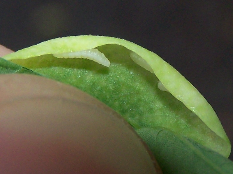 bordi di foglie arrotolati da Cecidomyiidae:  Obolodiplosis robiniae