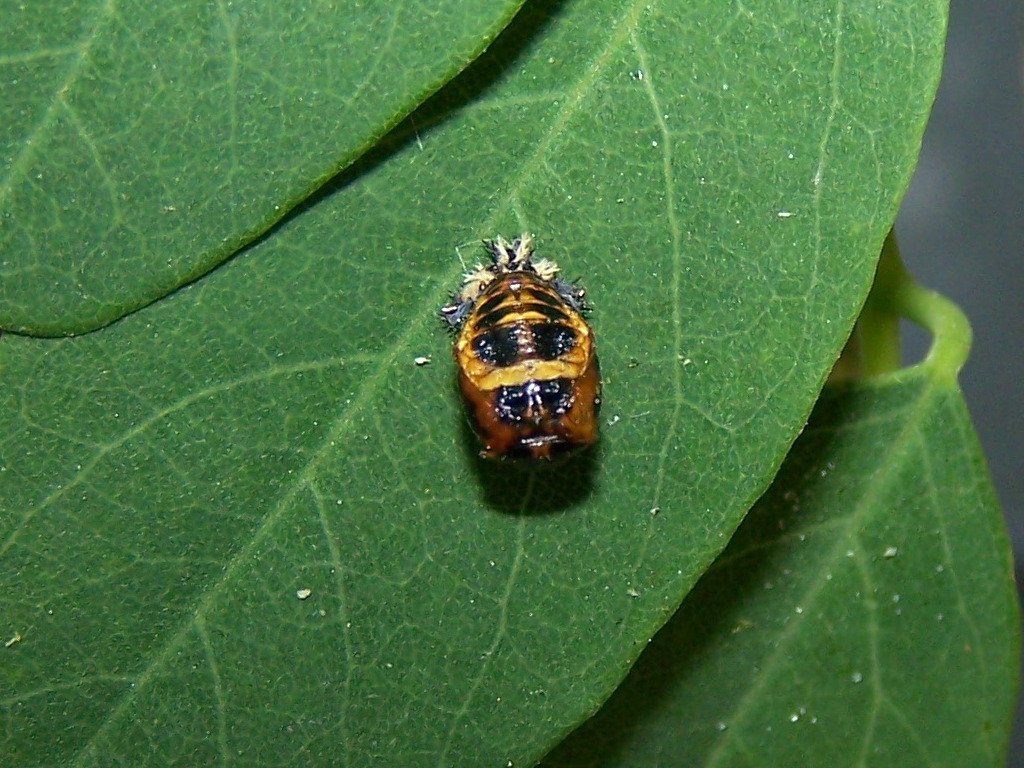 Harmonia?  No, Oenopia conglobata