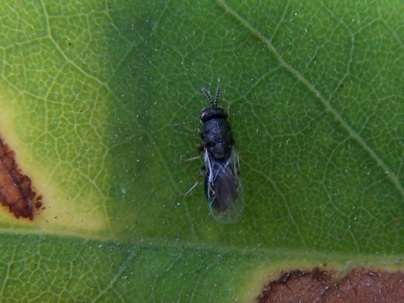 piccolo imenottero nero