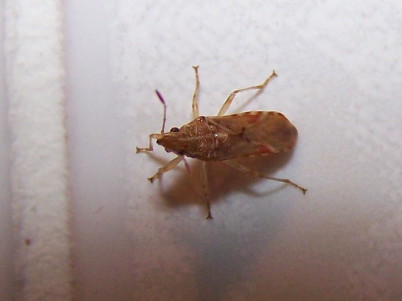 Lygaeidae:  Belonochilus numenius?   S !