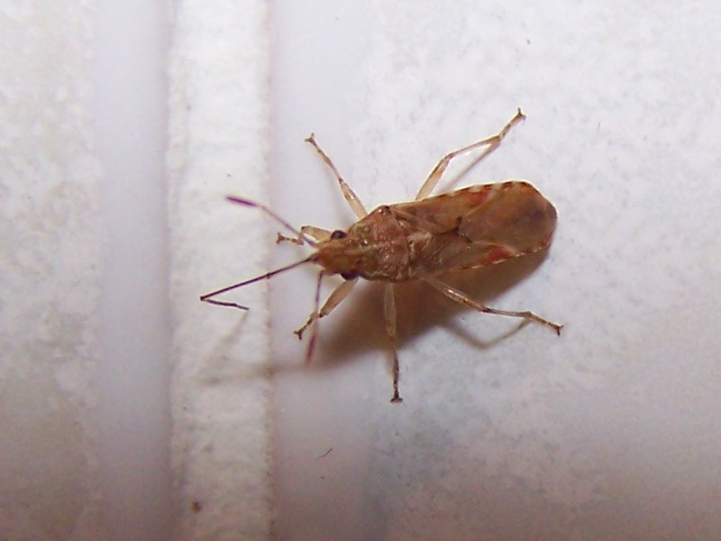 Lygaeidae:  Belonochilus numenius?   S !