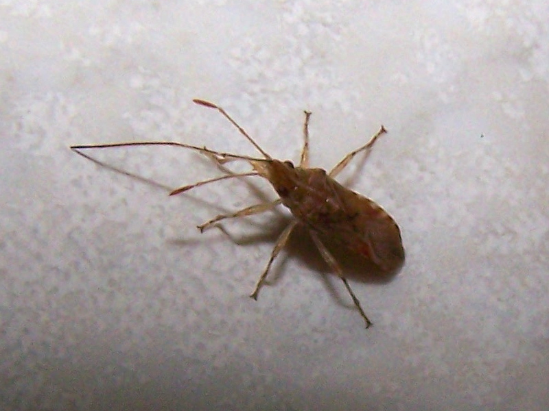 Lygaeidae:  Belonochilus numenius?   S !