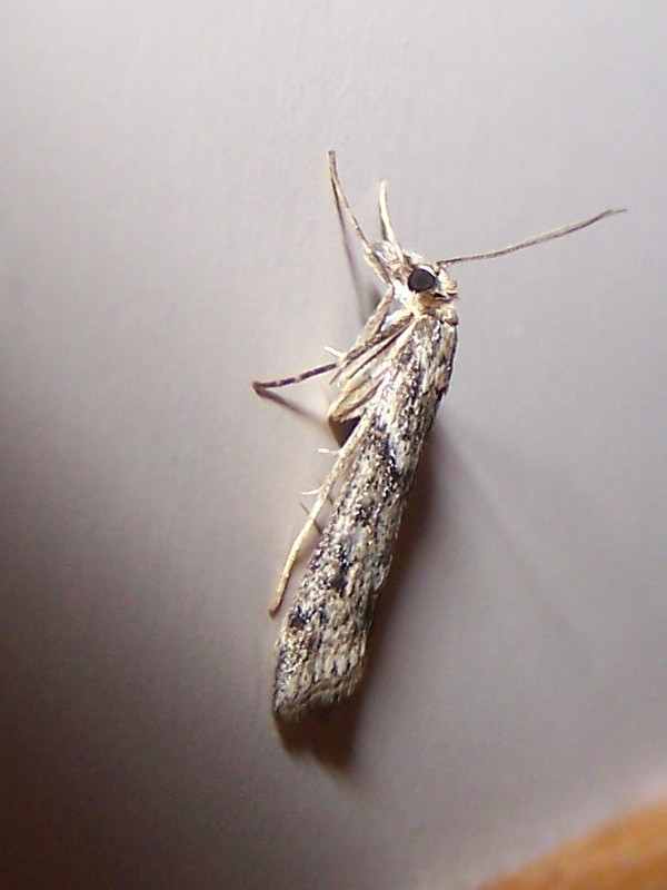 farfallina in casa - Eudonia angustea - Crambidae