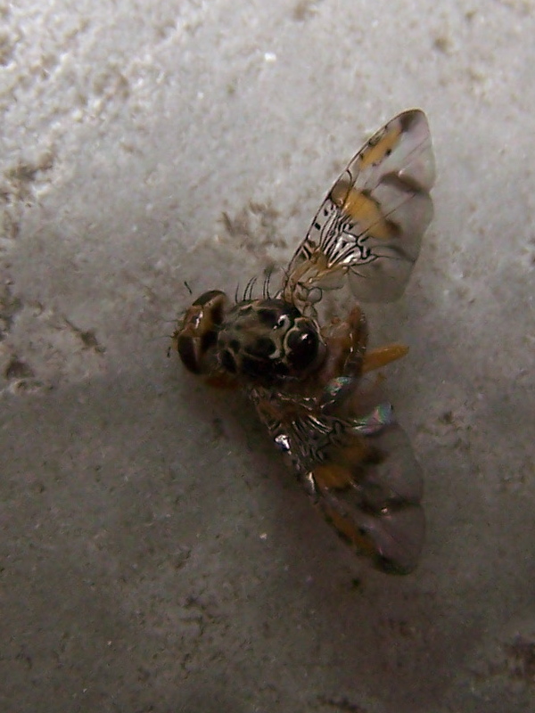 quelli che non ce l''hanno fatta: Ceratitis capitata (Tephritidae)