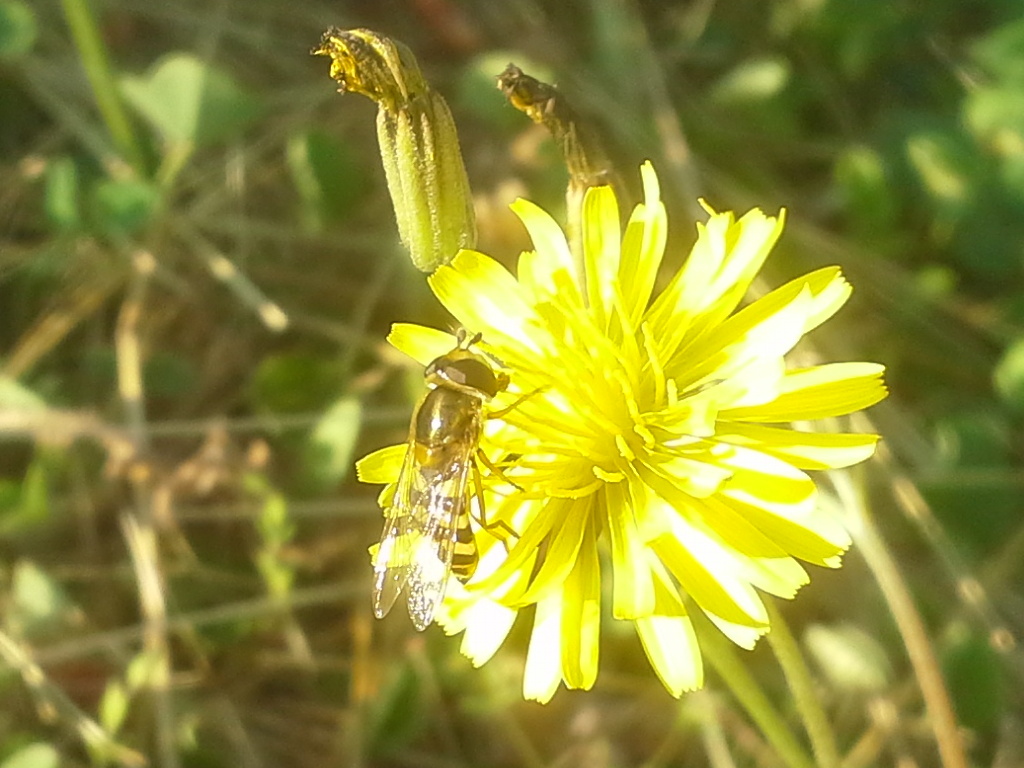 Syrphidae:  Eupeodes corollae, femmina