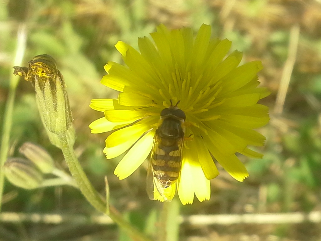 Syrphidae:  Eupeodes corollae, femmina