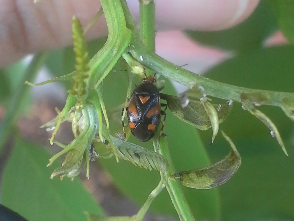 Miridae:  Deraeocoris schach