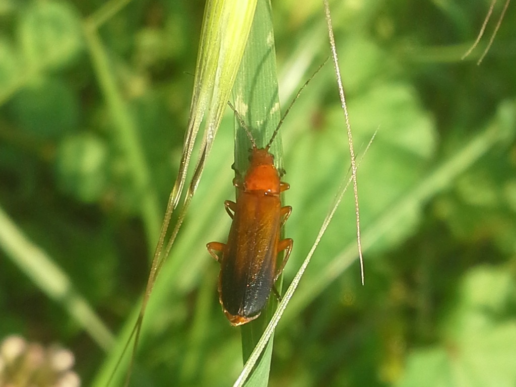 Rhagonycha fulva