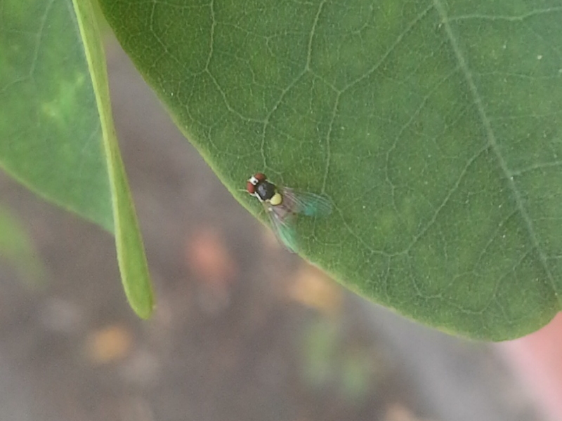 moscerino colorato:  Acletoxenus formosus (Drosophilidae)