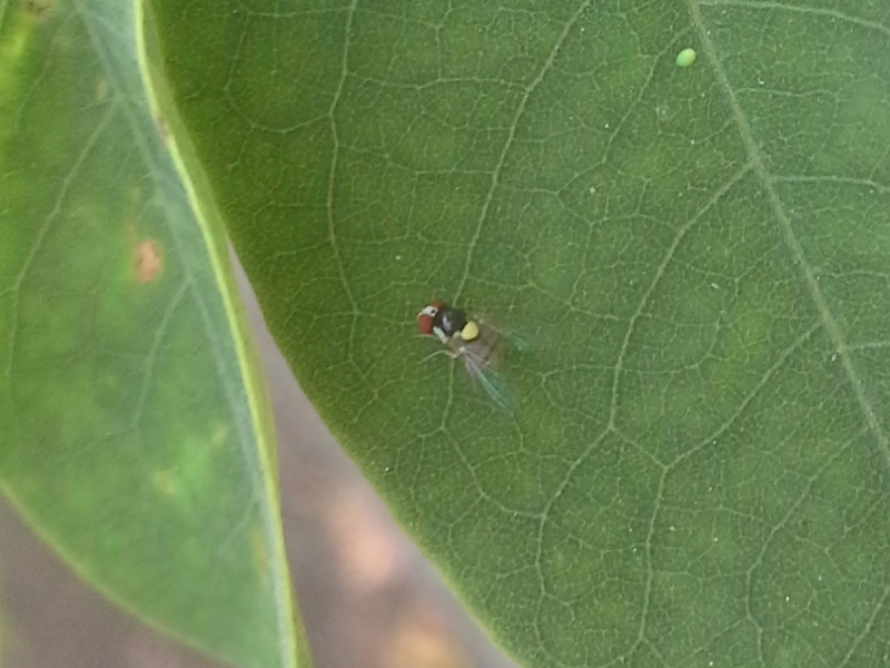 moscerino colorato:  Acletoxenus formosus (Drosophilidae)