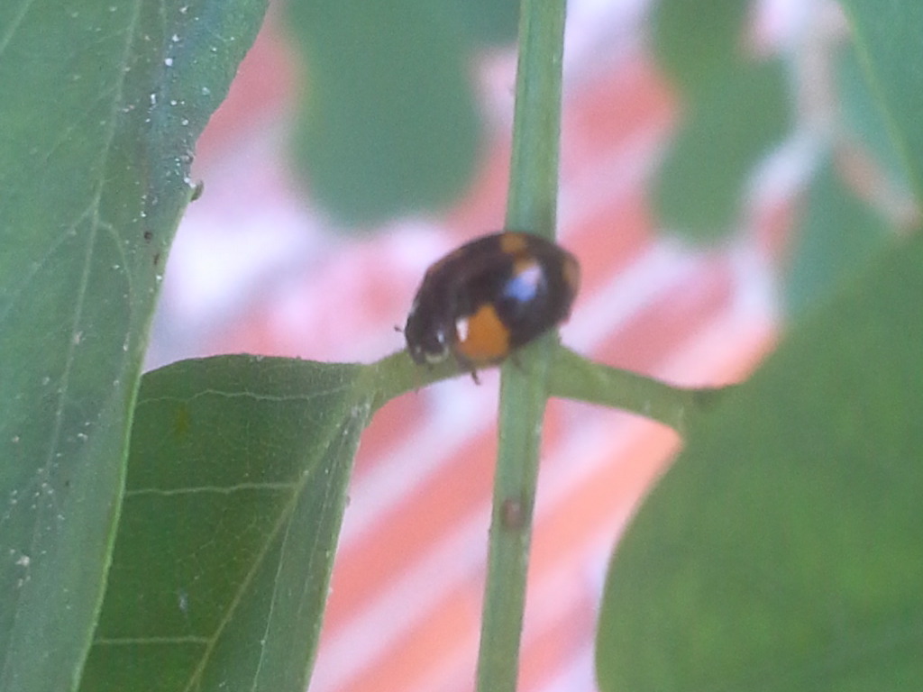 Harmonia?  No, Oenopia conglobata