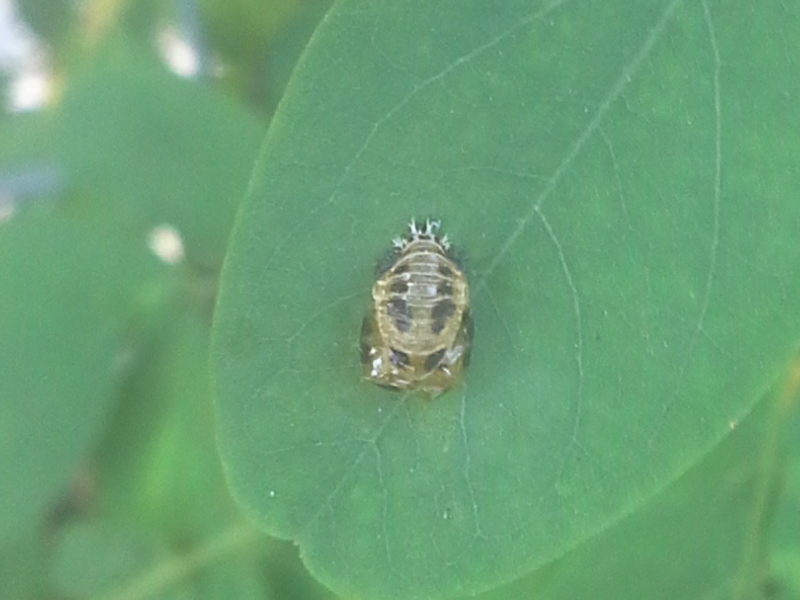 Harmonia?  No, Oenopia conglobata