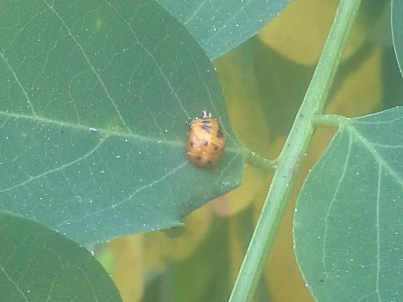 Harmonia?  No, Oenopia conglobata